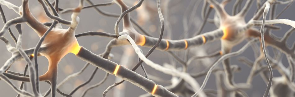 Teaserbild für "Was geschieht bei Multipler Sklerose im Nervensystem?"